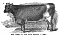 An illustration from Scientific American, Vol. 29, No. 17 (1873) (1873)