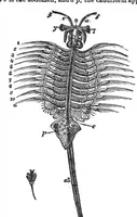 Picture 4 of 13 from Scientific American, Vol. 29, No. 21 (1873) (1873), leaf 3