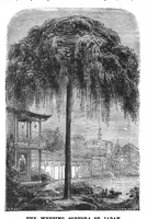 Picture 4 of 12 from Scientific American, Vol. 29, No. 26 (1873) (1873), leaf 3