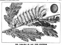 Picture 1 of 9 from Scientific American, Vol. 30, No. 5 (1874) (1874), leaf 3