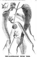 Picture 10 of 13 from Scientific American, Vol. 30, No. 7 (1874) (1874), leaf 8