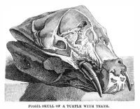 Picture 3 of 15 from Scientific American, Vol. 30, No. 8 (1874) (1874), leaf 3