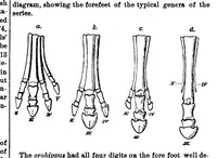 An illustration from Scientific American, Vol. 30, No. 16 (1874) (1874)