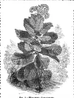 Picture 9 of 14 from Scientific American, Vol. 30, No. 21 (1874) (1874), leaf 8