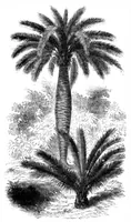 An illustration from Scientific American, Vol. 31, No. 1 (1874) (1874)