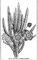 Picture 8 of 13 from Scientific American, Vol. 31, No. 3 (1874) (1874), leaf 8
