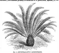 Picture 9 of 13 from Scientific American, Vol. 31, No. 3 (1874) (1874), leaf 8