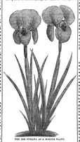 An illustration from Scientific American, Vol. 31, No. 6 (1874) (1874)