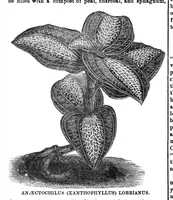 An illustration from Scientific American, Vol. 31, No. 6 (1874) (1874)