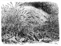 Picture 7 of 10 from Scientific American, Vol. 31, No. 8 (1874) (1874), leaf 8