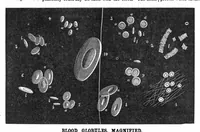 Picture 2 of 10 from Scientific American, Vol. 31, No. 10 (1874) (1874), leaf 3