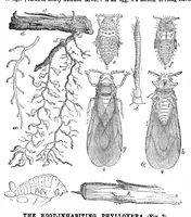 Picture 2 of 15 from Scientific American, Vol. 31, No. 11 (1874) (1874), leaf 3