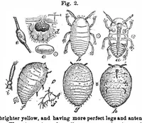 Picture 3 of 15 from Scientific American, Vol. 31, No. 11 (1874) (1874), leaf 3