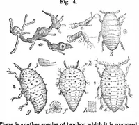 Picture 4 of 15 from Scientific American, Vol. 31, No. 11 (1874) (1874), leaf 3