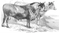 An illustration from Scientific American, Vol. 31, No. 16 (1874) (1874)