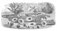 An illustration from Scientific American, Vol. 31, No. 17 (1874) (1874)