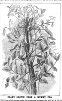 Picture 3 of 14 from Scientific American, Vol. 31, No. 19 (1874) (1874), leaf 3