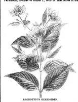 Picture 11 of 15 from Scientific American, Vol. 31, No. 23 (1874) (1874), leaf 8
