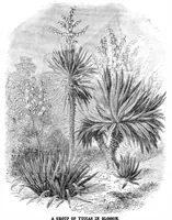 An illustration from Scientific American, Vol. 31, No. 25 (1874) (1874)