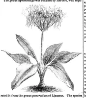 An illustration from Scientific American, Vol. 31, No. 25 (1874) (1874)
