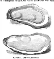 Picture 3 of 16 from Scientific American, Vol. 32, No. 2 (1875) (1875), leaf 2