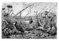 Picture 12 of 16 from Scientific American, Vol. 32, No. 2 (1875) (1875), leaf 8