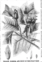 An illustration from Scientific American, Vol. 32, No. 6 (1875) (1875)