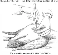 Picture 3 of 16 from Scientific American, Vol. 32, No. 11 (1875) (1875), leaf 0
