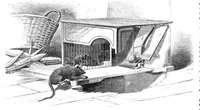 An illustration from Scientific American, Vol. 32, No. 11 (1875) (1875)