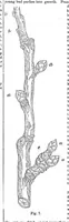An illustration from Scientific American, Vol. 32, No. 11 (1875) (1875)