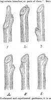 An illustration from Scientific American, Vol. 32, No. 11 (1875) (1875)