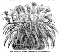 An illustration from Scientific American, Vol. 32, No. 11 (1875) (1875)