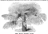An illustration from Scientific American, Vol. 32, No. 11 (1875) (1875)