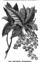 Picture 13 of 17 from Scientific American, Vol. 32, No. 13 (1875) (1875), leaf 8