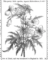 Picture 14 of 17 from Scientific American, Vol. 32, No. 13 (1875) (1875), leaf 8