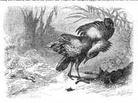 Picture 11 of 16 from Scientific American, Vol. 32, No. 16 (1875) (1875), leaf 8
