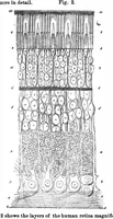 Picture 15 of 16 from Scientific American, Vol. 32, No. 17 (1875) (1875), leaf 9