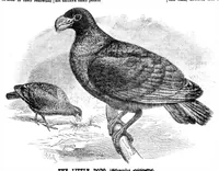 Picture 9 of 12 from Scientific American, Vol. 32, No. 20 (1875) (1875), leaf 8
