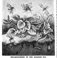 Picture 8 of 11 from Scientific American, Vol. 32, No. 21 (1875) (1875), leaf 8