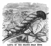 Picture 9 of 11 from Scientific American, Vol. 32, No. 21 (1875) (1875), leaf 8