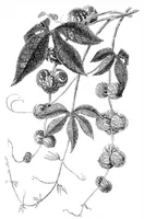 An illustration from Scientific American, Vol. 32, No. 22 (1875) (1875)