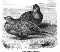 An illustration from Scientific American, Vol. 32, No. 26 (1875) (1875)