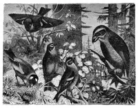 Picture 7 of 11 from Scientific American, Vol. 33, No. 4 (1875) (1875), leaf 8