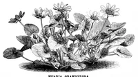 Picture 10 of 13 from Scientific American, Vol. 33, No. 5 (1875) (1875), leaf 8