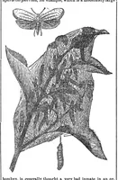 Picture 13 of 16 from Scientific American, Vol. 33, No. 9 (1875) (1875), leaf 8