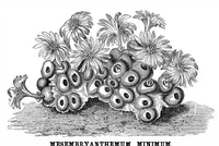 Picture 11 of 14 from Scientific American, Vol. 33, No. 11 (1875) (1875), leaf 8