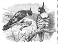 An illustration from Scientific American, Vol. 33, No. 15 (1875) (1875)