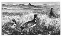 An illustration from Scientific American, Vol. 33, No. 15 (1875) (1875)
