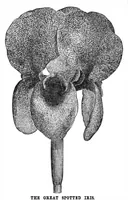 An illustration from Scientific American, Vol. 33, No. 16 (1875) (1875)