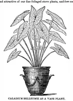 Picture 12 of 17 from Scientific American, Vol. 33, No. 16 (1875) (1875), leaf 8